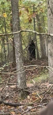 A black bear standing in the woods between bare trees near Merrimac in Blacksburg