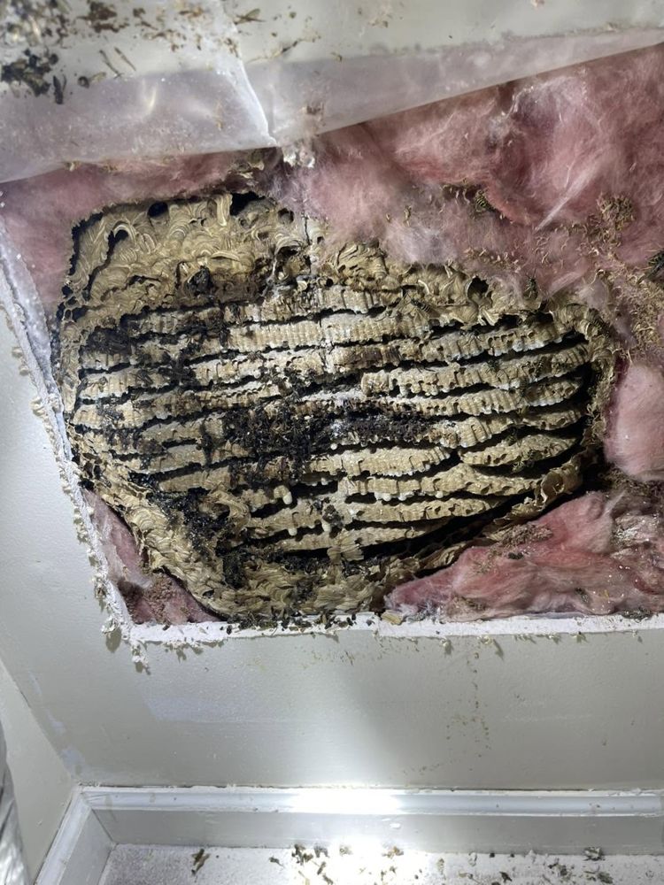 A large yellow jacket nest exposed inside a wall after the drywall was cut away